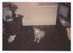 A long haired white dog