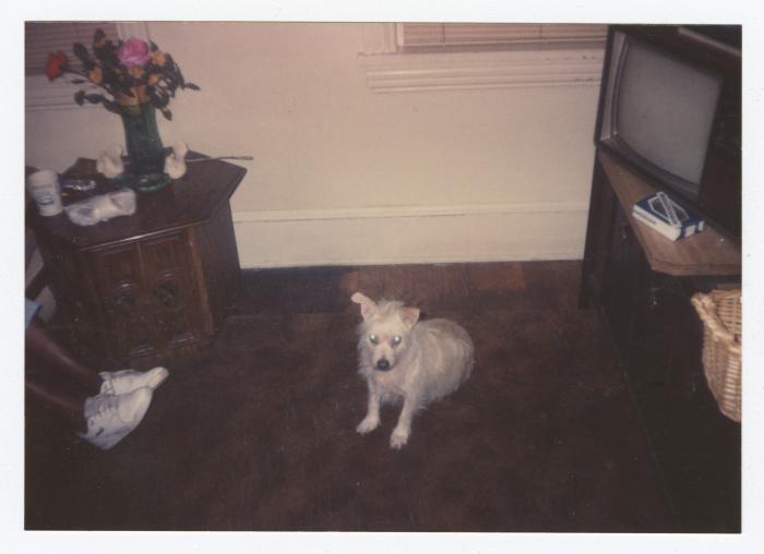 A long haired white dog