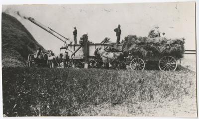 Grain being threshed