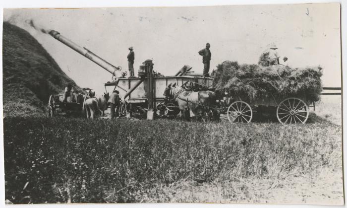Grain being threshed