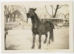 Horse recovered after a wagon accident on High Street, Chestertown, MD