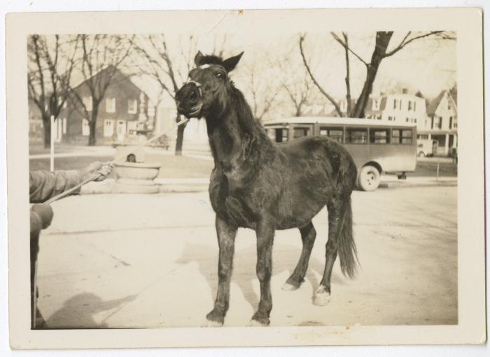Horse recovered after a wagon accident on High Street, Chestertown, MD