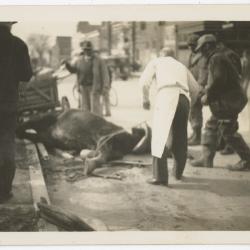 Horse and wagon accident on High Street, Chestertown, MD