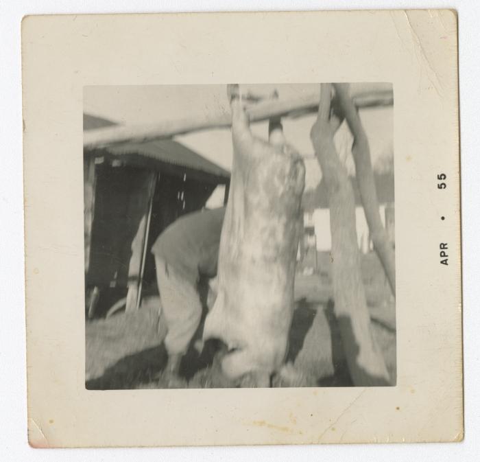 Pig roast