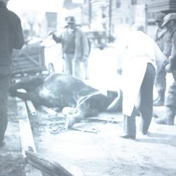 Horse and wagon accident on High Street, Chestertown, MD
