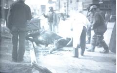 Horse and wagon accident on High Street, Chestertown, MD