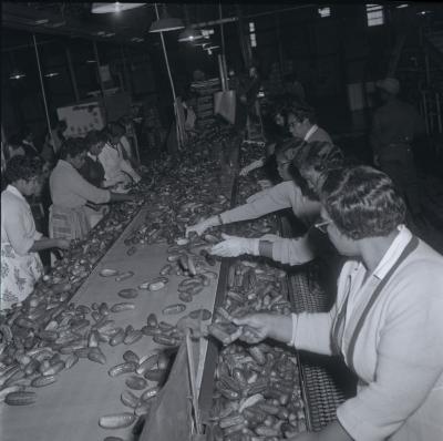 Vita Foods plant