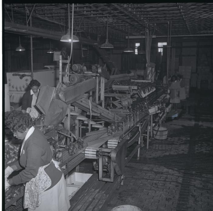 Vita Foods plant