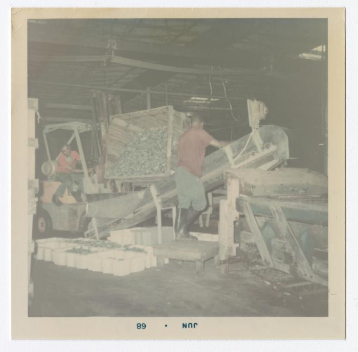 James "Jimmy" Sampson on the left is dumping pickles with the help of another worker.