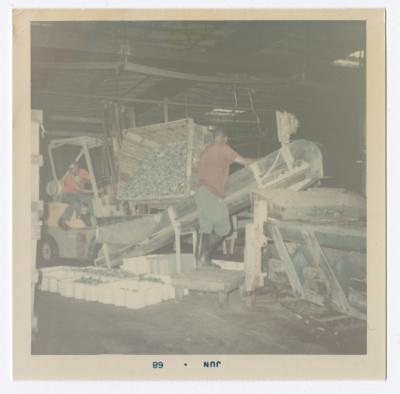 James "Jimmy" Sampson on the left is dumping pickles with the help of another worker.