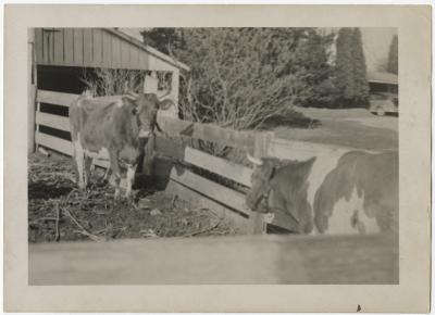 Two cows