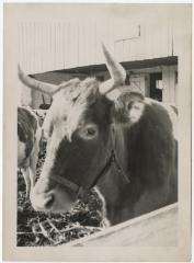 Cow