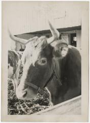 Cow