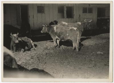 Group of cows