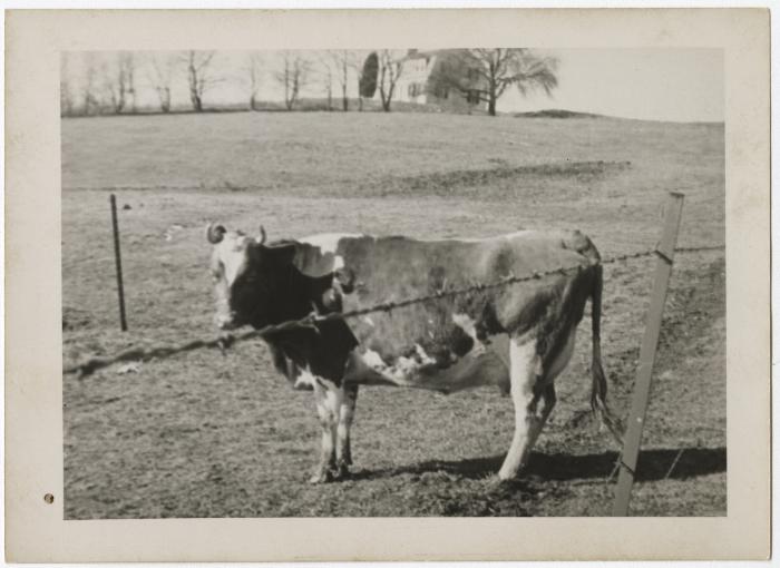 Cow in pasture