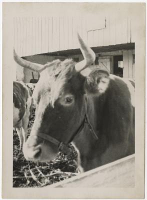 Cow