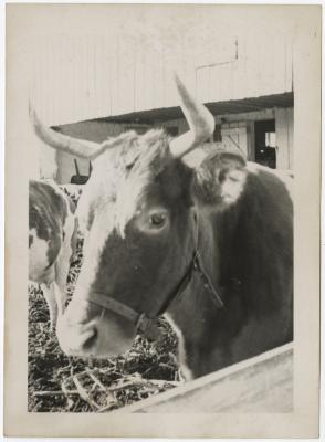 Cow