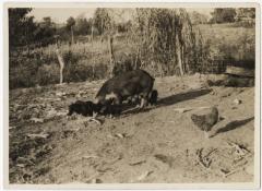 Piglets