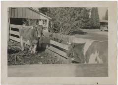 Two cows
