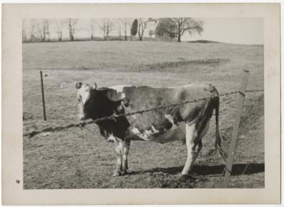 Cow in pasture