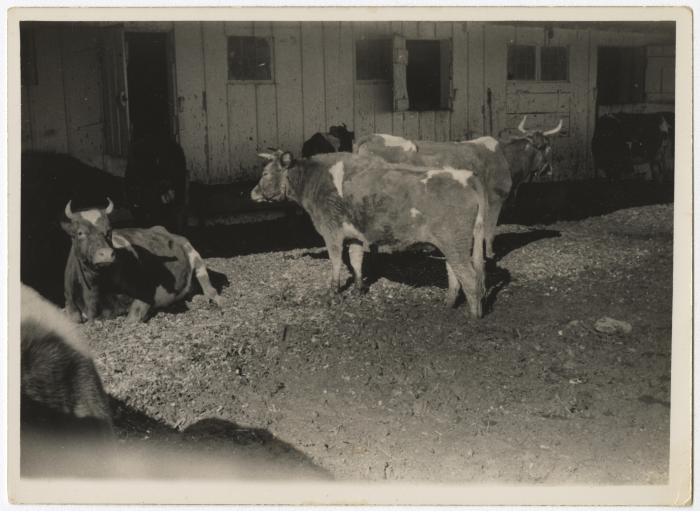 Group of cows