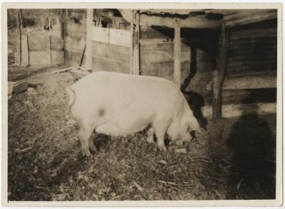 Pig