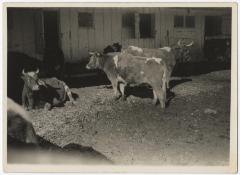 Group of cows