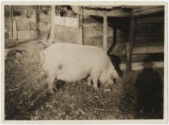 Pig