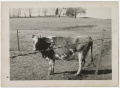 Cow in pasture