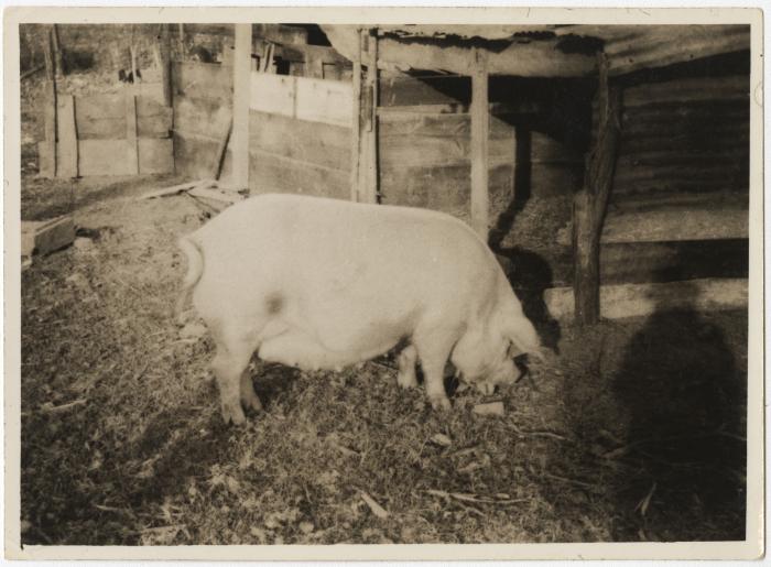 Pig
