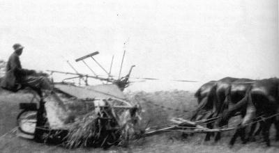 Farm worker using a binder to cut wheat on the Kirwin Farm